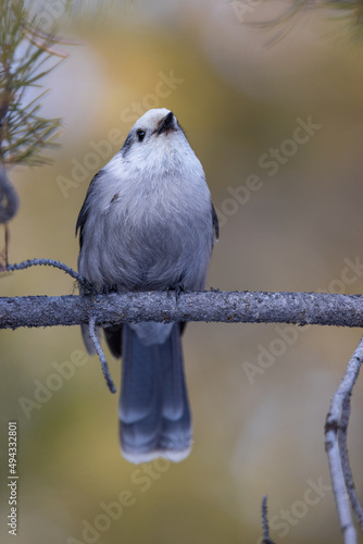 Ertical Shot of  Canada Jay perched in a pine tree in Grand Teton National Park, Wyoming, USA. photo