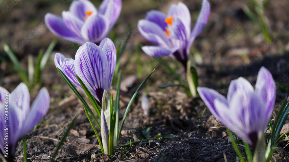 Close-up of white-purple crocus flowers in the park.Spring primrose.Garden flowers outdoors,macro photography. Close-up of white-purple crocus flowers in the park.Spring primrose.Garden flowers outdoors,macro photography.