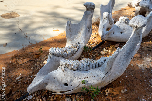 Lower jaw of an Elephant
