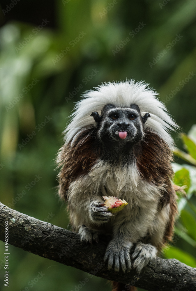 Cottontop tamarin Cottontop tamarin