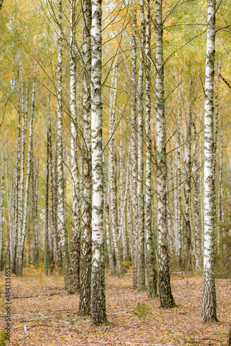 birch grove with many beautiful trees