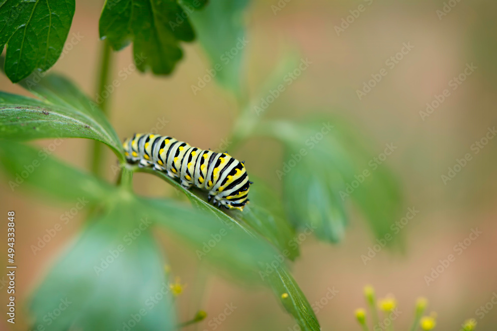 Black Swallowtail Caterpillar on Parsley