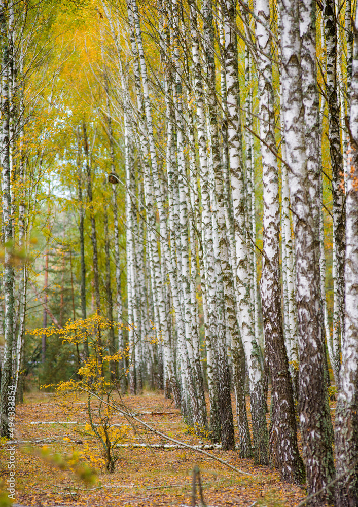 Fototapeta premium birch grove with many beautiful trees