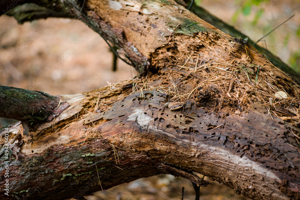 Fototapeta premium tree trunk with leaves and just bare branches part of a tree with old and young bark