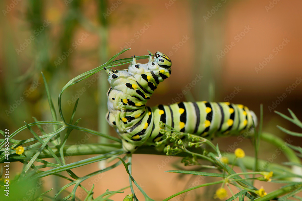 Black Swallowtail Caterpillar eating  dill