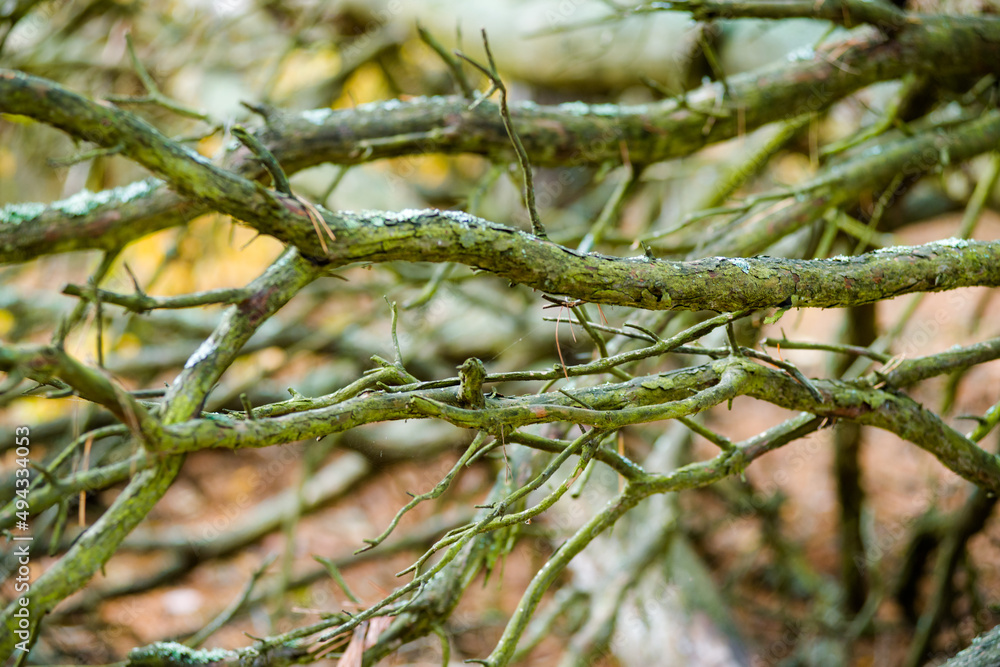 tree trunk with leaves and just bare branches part of a tree with old and young bark tree trunk with leaves and just bare branches part of a tree with old and young bark
