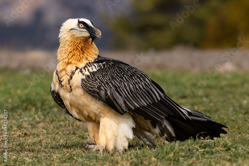 Closeup shot of a bearded vulture on the lawn against a blurred background