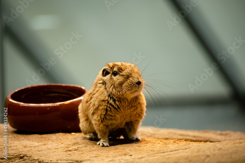 Gundi (small rodent) on a rock photo