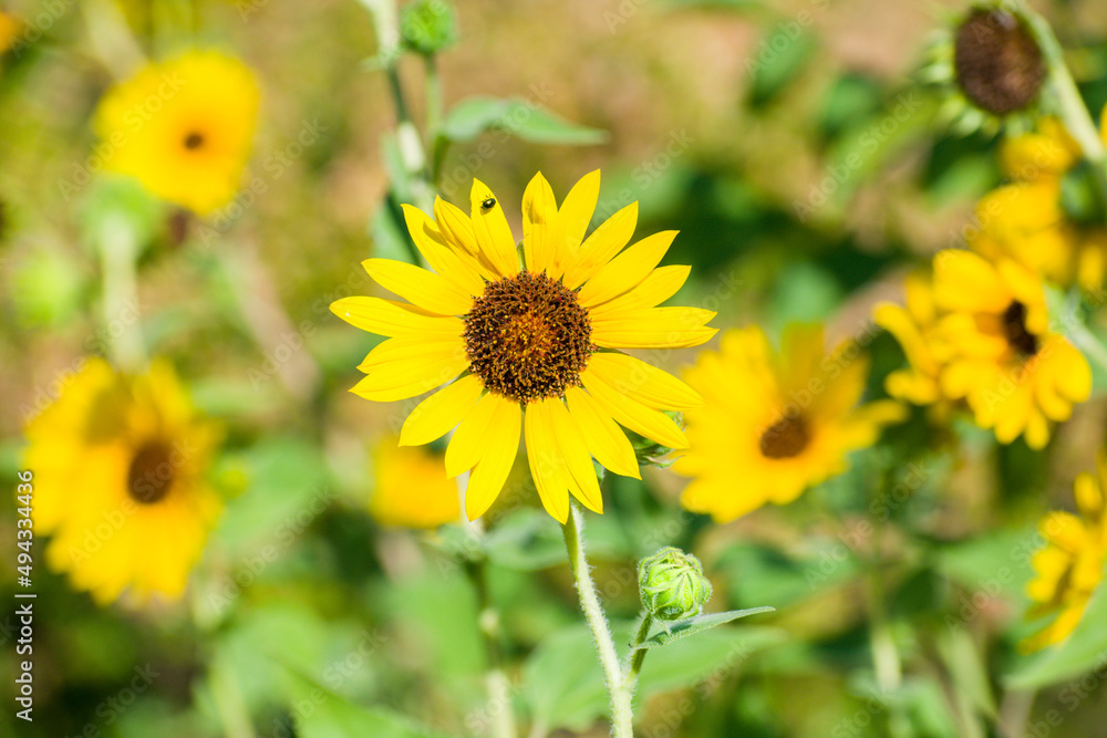 Sunflower with tiny perched insect. summer landscape in argentinian countryside. Sunflower with tiny perched insect. summer landscape in argentinian countryside.