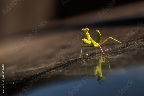 mantis on front glass