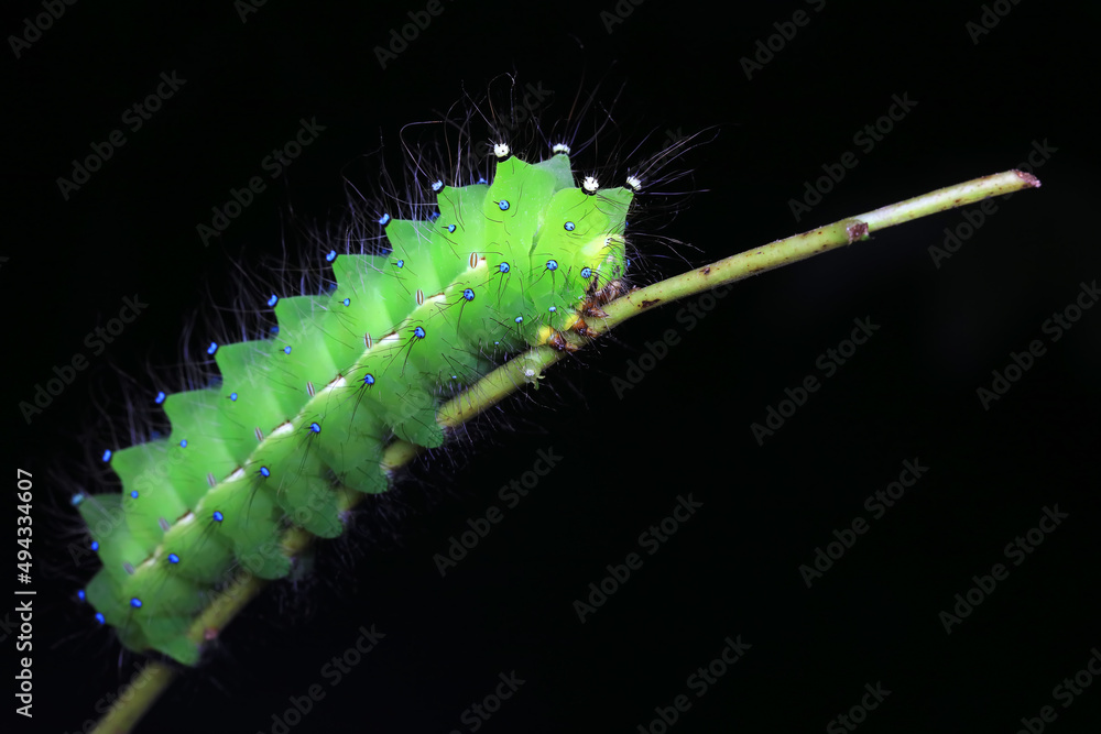 Naklejka premium Lepidoptera larvae in the wild, North China