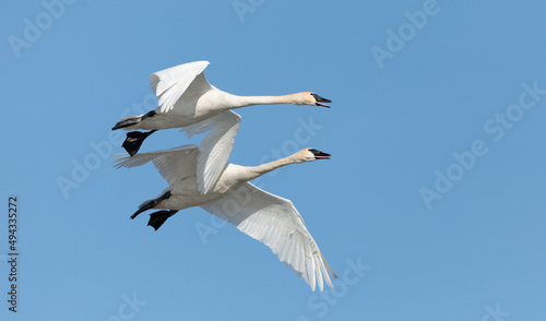 Canvastavla Trumpeter Swans (T62)