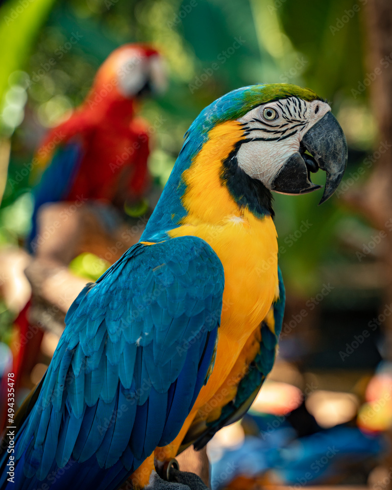 Photo of the macaws at the touristic bird park in foz do iguaçu brazil
