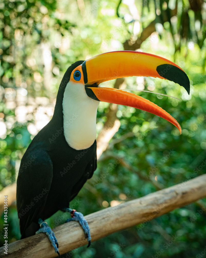 photo of toucan in the foz do iguaçu bird park photo of toucan in the foz do iguaçu bird park
