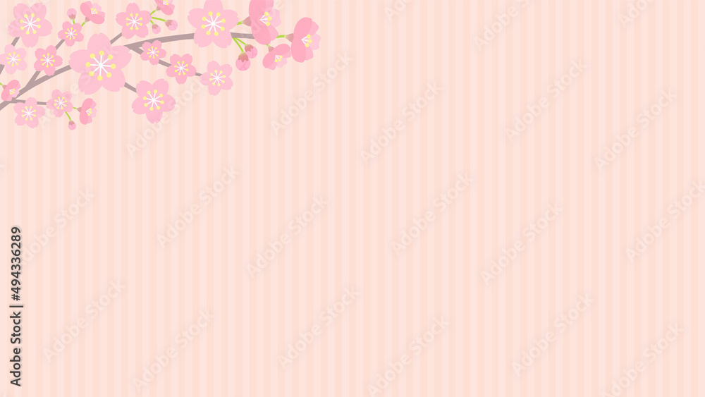 桜の花で飾ったピンク色ストライプの背景 - 春・お祝いのバナー素材