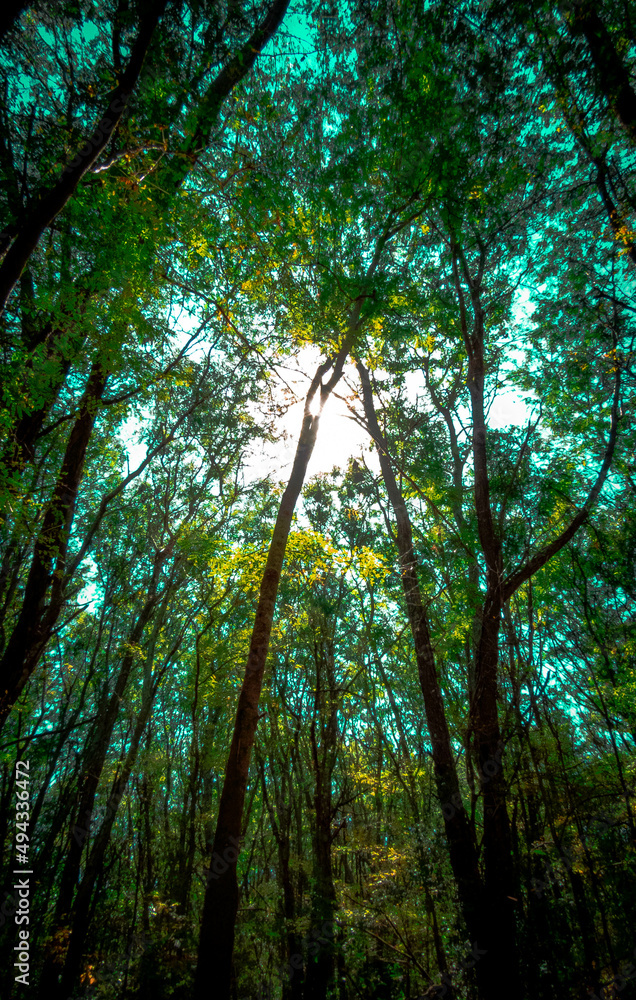 Fototapeta premium u