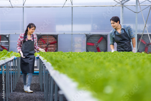Asian local farmers growing their own green oak salad lettuce in the greenhouse using hydroponics water system organic approach for family business