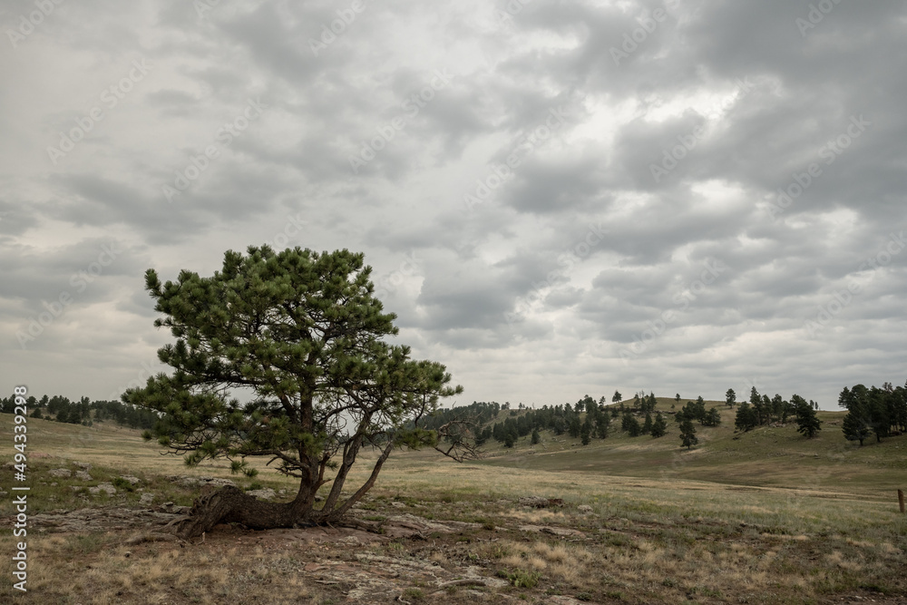 Gnarly Tree Stands Alone In Empty Meadow Under Thick Clouds