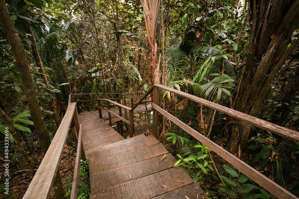 Fototapeta premium stairs in the forest