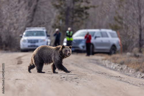 Fotografie, Tablou Brown grizzly bear on the road in Grand Teton National Park with cars and touris