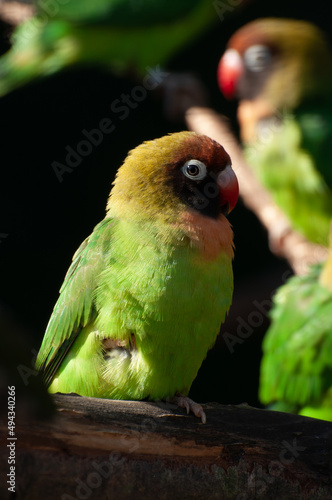 Vertical closeup of Black Cheeked Lovebird perched on a tree branch, Agapornis nigrigenis. photo