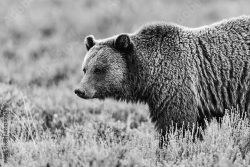 Grizzly bear standing in the sagebrush in Grand Teton national park in black and white