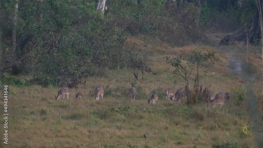 A group of spotted deer alert for the dangers in the jungle. A group of spotted deer alert for the dangers in the jungle.