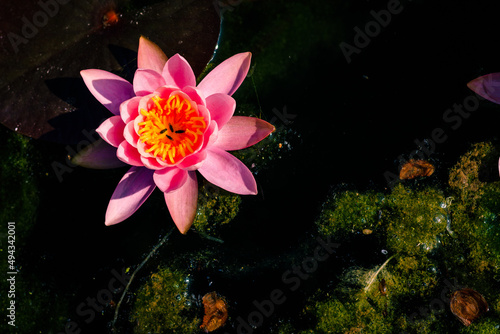 Top view of a pink lotus flower floating on the pond water surface   in bright sunlight photo