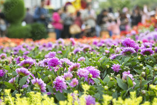 Selective focus shot of blue bell dahlias on Hong Kong flower show, Victoria park photo