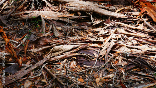 Fallen bark on the karri forest floor photo