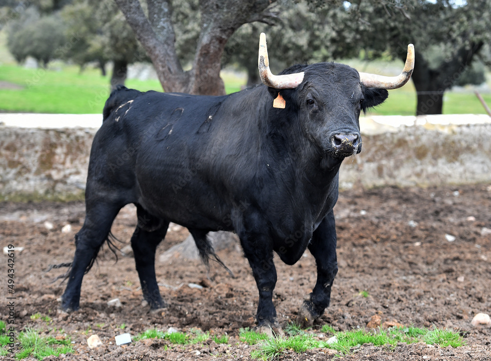 un toro en una ganaderia de animales bravos un toro en una ganaderia de animales bravos