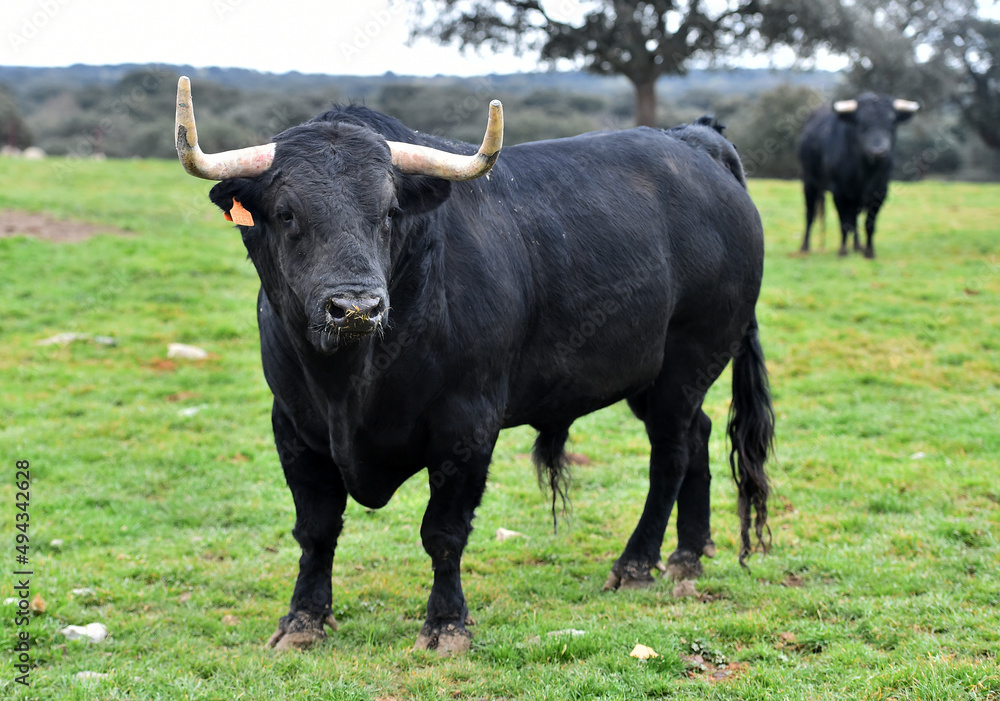 bull with big horns in the spanish cattle farm bull with big horns in the spanish cattle farm
