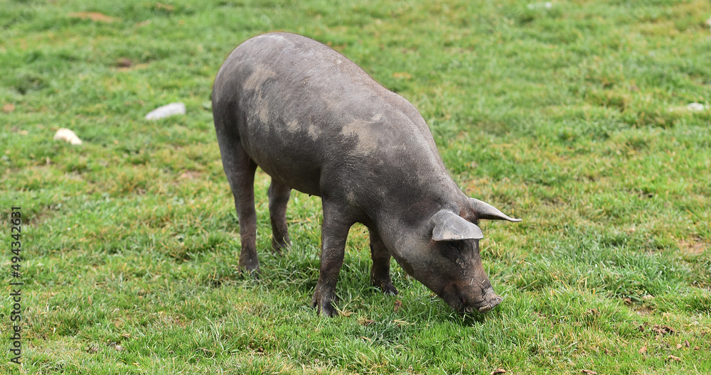 an iberico pig in a field in spain an iberico pig in a field in spain