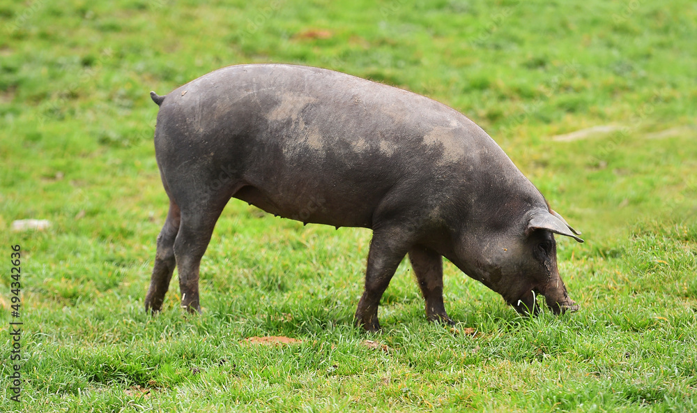 an iberico pig in a field in spain an iberico pig in a field in spain