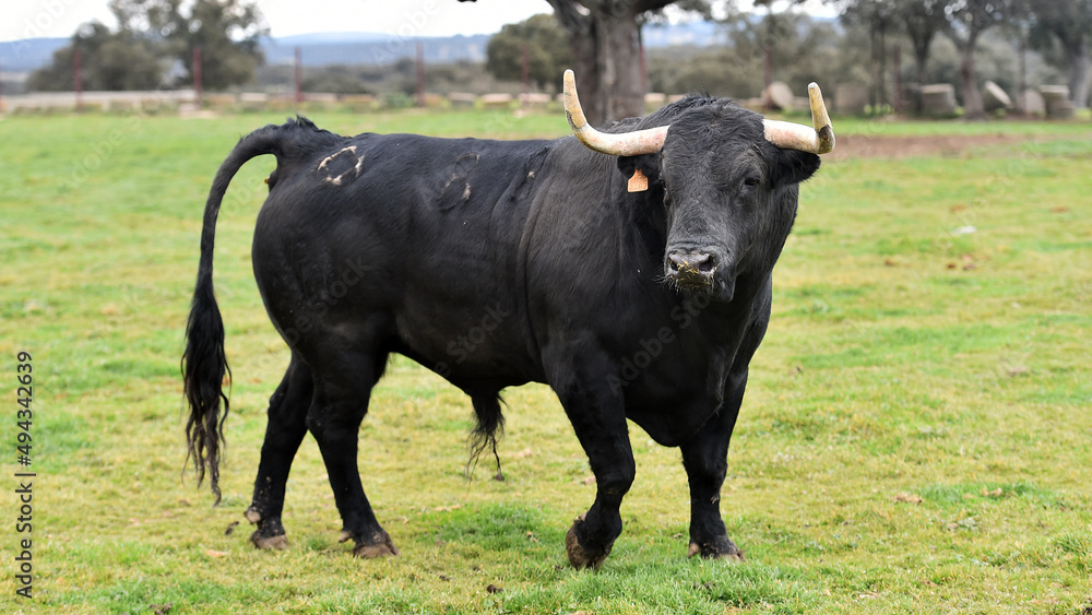 un toro en una ganaderia de animales bravos un toro en una ganaderia de animales bravos