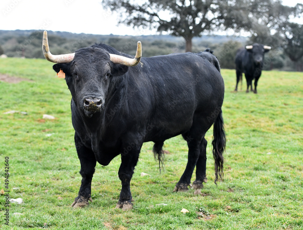 un toro bravo español con grandes cuernos en una ganaderia de ganado bravo un toro bravo español con grandes cuernos en una ganaderia de ganado bravo