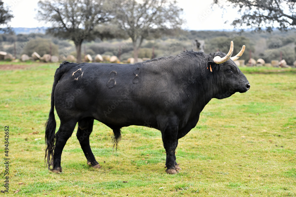 spanish bull with big horns in the spanish cattle raising
