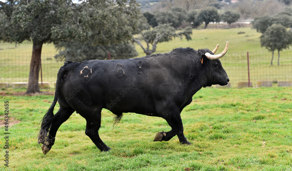 un toro bravo español con grandes cuernos en una ganaderia de ganado bravo un toro bravo español con grandes cuernos en una ganaderia de ganado bravo