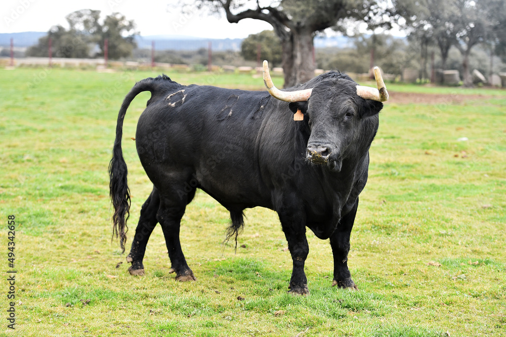 un toro bravo español con grandes cuernos en una ganaderia de ganado bravo un toro bravo español con grandes cuernos en una ganaderia de ganado bravo