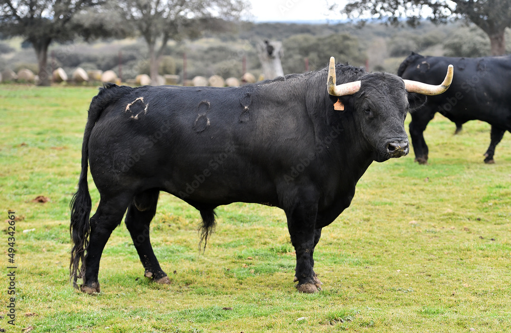 un toro bravo español con grandes cuernos en una ganaderia de ganado ...