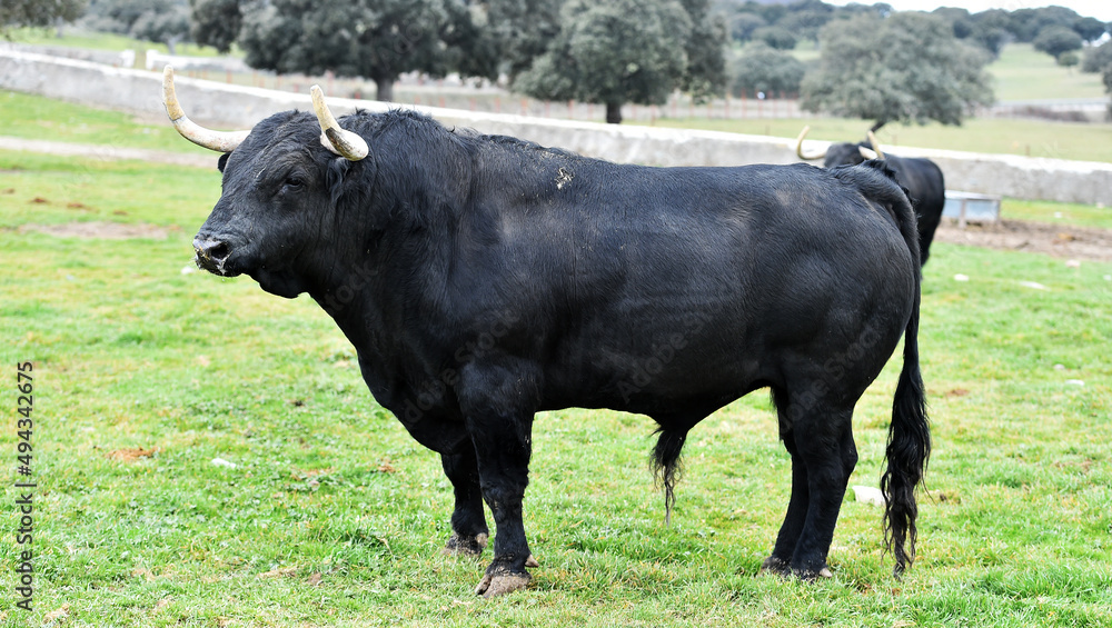 un  toro bravo español con grandes cuernos en una ganaderia de ganado bravo