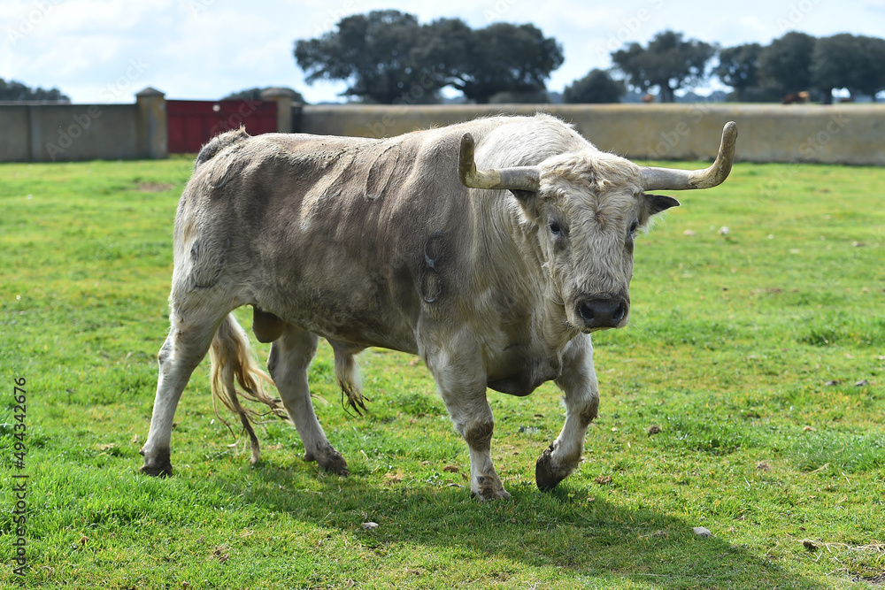 bull with big horns in the spanish cattle farm bull with big horns in the spanish cattle farm