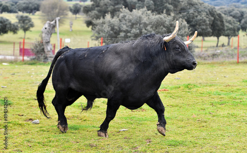 un toro bravo en una ganaderia en españa