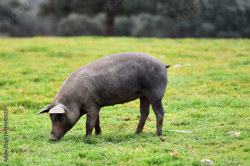 an iberico pig in a field in spain photo