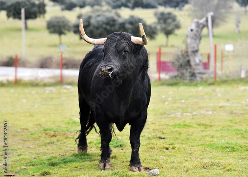 un toro bravo español con grandes cuernos en una ganaderia de ganado bravo