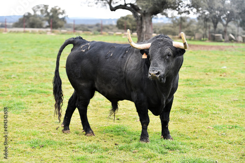 un toro bravo español con grandes cuernos en una ganaderia de ganado bravo