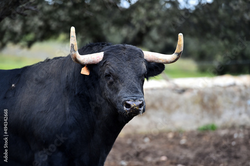 un  toro bravo español con grandes cuernos en una ganaderia de ganado bravo