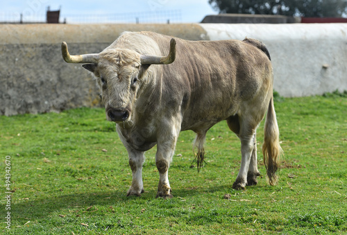 spanish bull with big horns in the spanish cattle raising