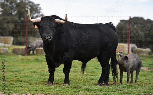 un toro en una ganaderia de animales bravos