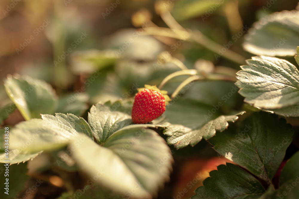 Strawberries in the garden. Village on a sunny day Strawberries in the garden. Village on a sunny day